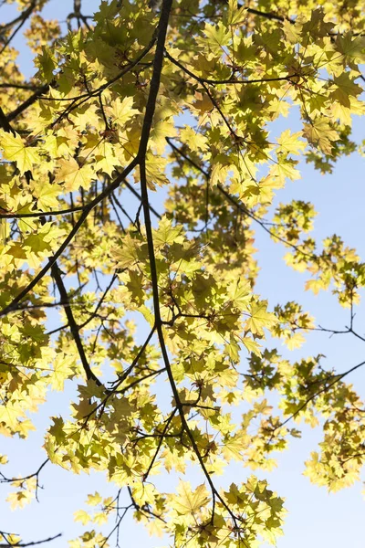 Jasny Żółty Klon Liści Wiosną Słoneczna Pogoda Lesie Widok Dołu — Zdjęcie stockowe