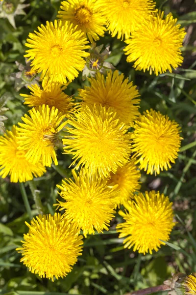 Gröna Blad Och Gula Blommor Maskros Mitt Våren Skogsglänta — Stockfoto