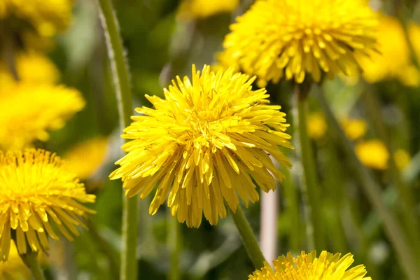 Foglie Verdi Fiori Gialli Dente Leone Nel Mezzo Primavera Radura — Foto Stock