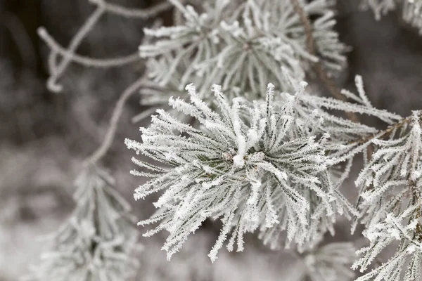 Nieve Hoarfrost Blanco Aparecieron Agujas Pino Temporada Invierno Primer Plano —  Fotos de Stock