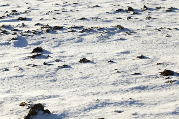 Besneeuwde Grond Het Veld Sneeuwval Wintervorst — Stockfoto