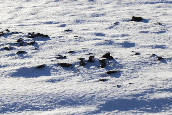 Zasněžená Krajina Poli Sněžení Zimní Mrazy Přes Sníh Vidět Černá — Stock fotografie
