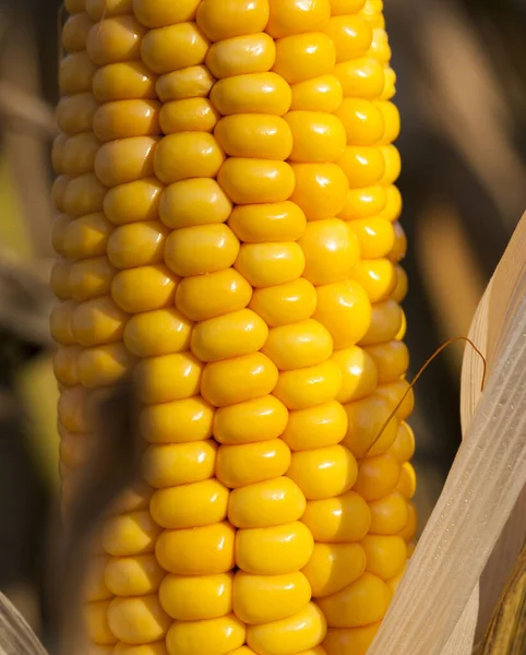 Une Épi Ouvert Maïs Grains Jaunes Mûrs Gros Plan Sur — Photo