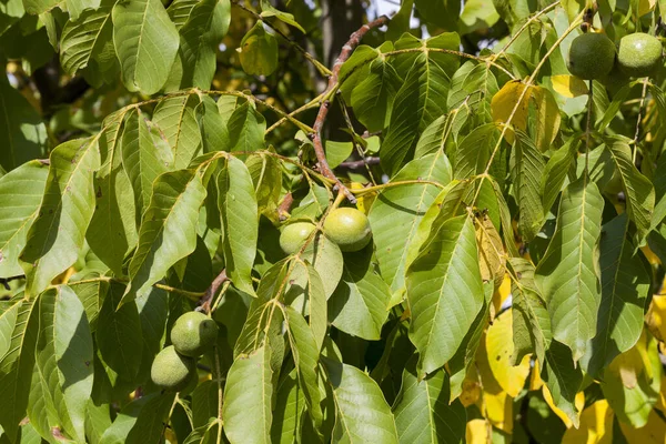 夏の半ばに緑のクルミのクルミ 緑の葉を持つ熟していないナッツ — ストック写真