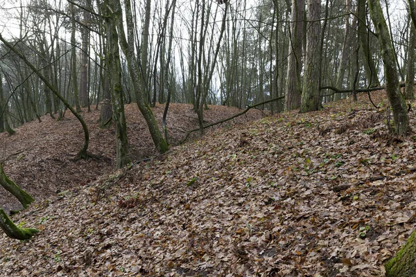 Fallna Marken Lövverk Lönnskogen Höstsäsong Molnigt Väder Kulle — Stockfoto