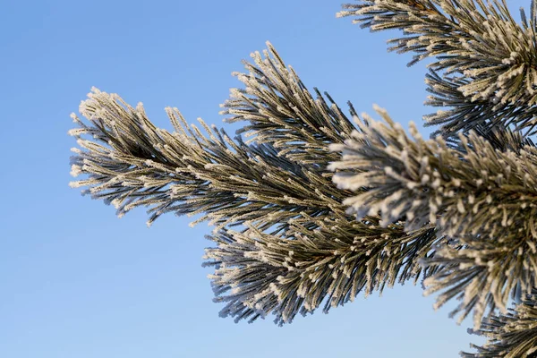 Hoarfrost Branco Deixado Agulhas Pinheiro Temporada Inverno Céu Azul Fundo — Fotografia de Stock