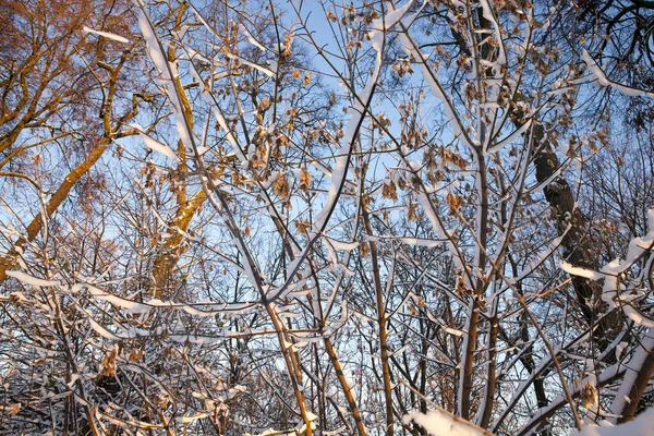 Schnee Fotografiert Winterbaum Der Nach Einem Schneefall Erschien Nahaufnahme — Stockfoto