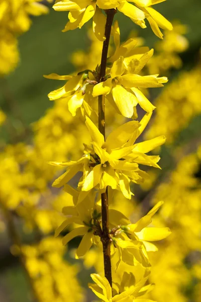 Voorjaarsstruik Met Gele Bloemen Het Voorjaar Kleine Velddiepte — Stockfoto