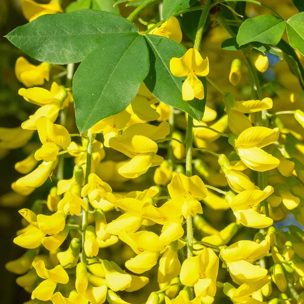 Közös Laburnum Laburnum Anagyroides Közelkép Virágzó Nyáron — Stock Fotó