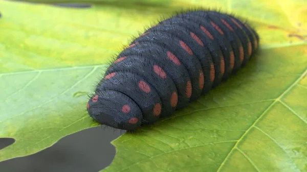 Big Caterpillar Black Red Dots Eating Leaf Render — Stock Photo, Image