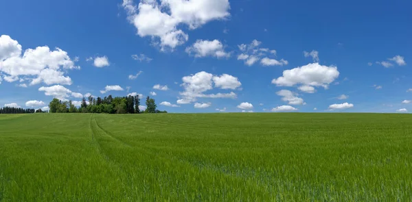 Großes Feld Mit Sehr Junger Gerste Als Panoramaaufnahme Mit Blauweißem — Stockfoto