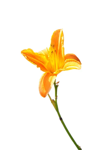 Bunga Bakung Lilium Bulbiferum — Stok Foto