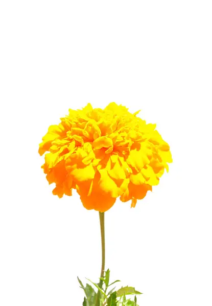 墨西哥金丝雀 Tagetes Ereca — 图库照片