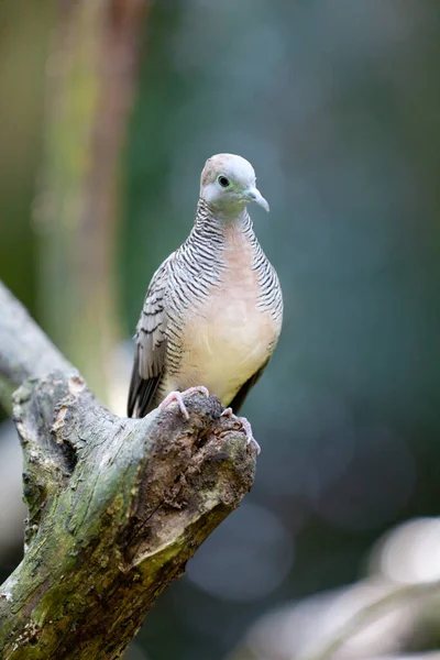 Pemandangan Indah Burung Alam — Stok Foto