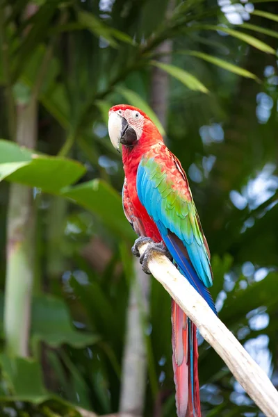 Κοντινή Άποψη Του Όμορφου Παπαγάλου Macaw — Φωτογραφία Αρχείου