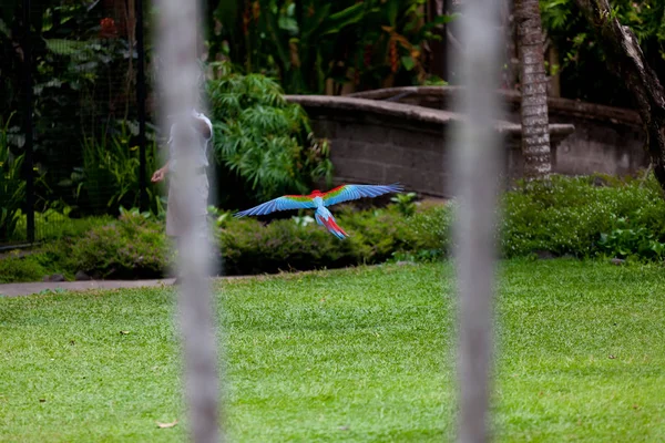 Vista Cerca Hermoso Loro Guacamayo —  Fotos de Stock