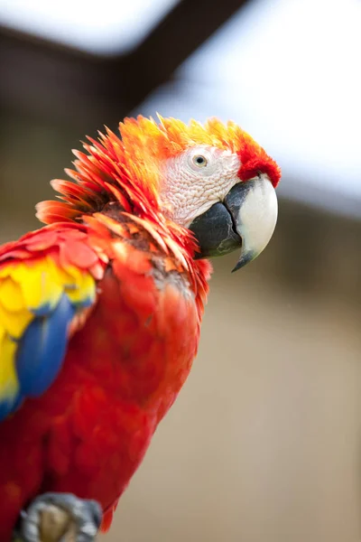 Zbliżenie Widok Pięknej Papugi Macaw — Zdjęcie stockowe