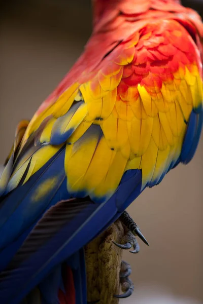 Zbliżenie Widok Pięknej Papugi Macaw — Zdjęcie stockowe