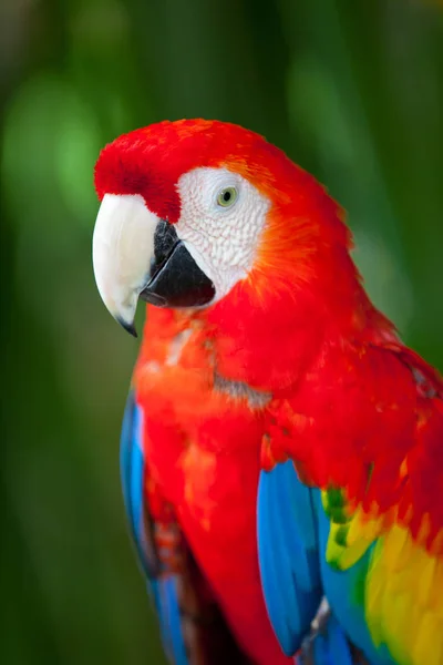 Vista Cerca Hermoso Loro Guacamayo — Foto de Stock