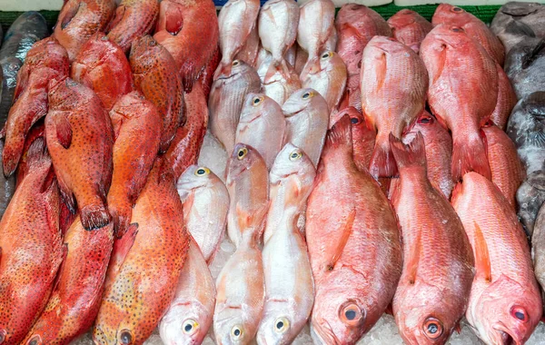 Red Snapper Red Mullet Sale Market — Stock Photo, Image