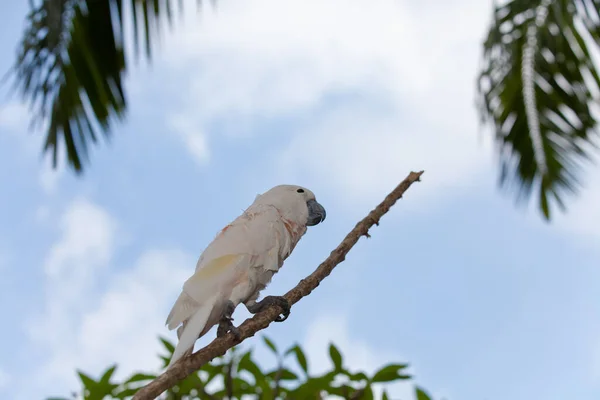 Uccello Pappagallo Tropicale Flora Fauna — Foto Stock