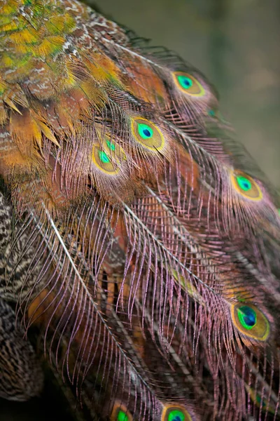 Majestuosas Plumas Pavo Real — Foto de Stock