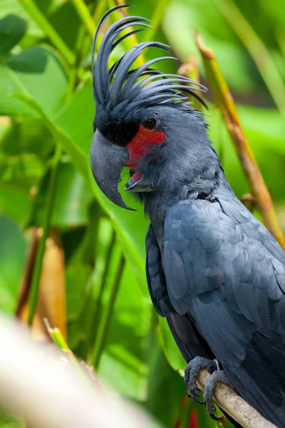 Scenic View Beautiful Kakadu Bird — Stock Photo, Image