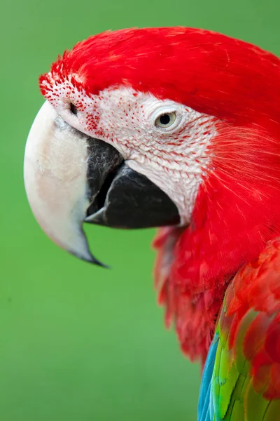 Nahaufnahme Von Schönen Ara Papagei — Stockfoto