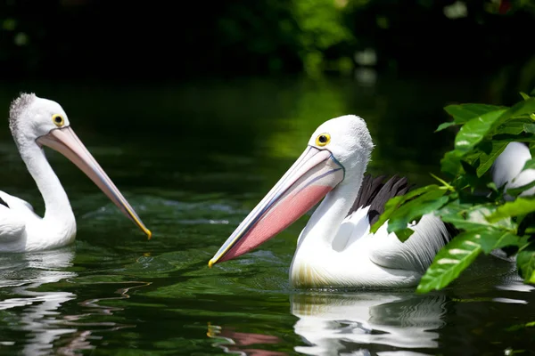 Malerischer Blick Auf Pelikane Wilder Natur — Stockfoto