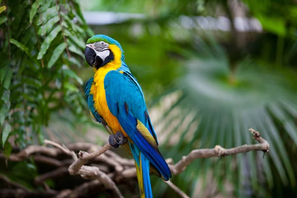 Uccello Tema Pittoresco Colpo — Foto Stock