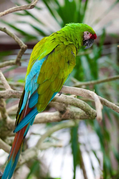 Closeup View Beautiful Macaw Parrot — Stock Photo, Image