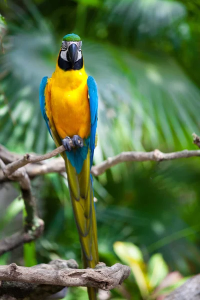 Detailní Pohled Krásného Papouška Macaw — Stock fotografie