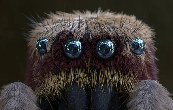 Salticus Scenicus Jumping Αράχνη Μακροεντολή Καθιστούν — Φωτογραφία Αρχείου