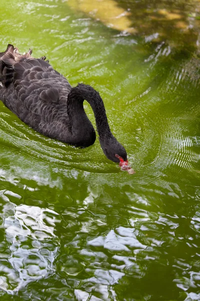 Black Swan Cygnus Atratus — Stock Photo, Image