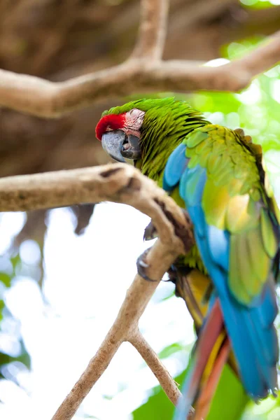 Detailní Pohled Krásného Papouška Macaw — Stock fotografie