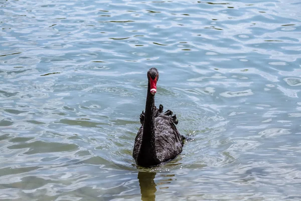 Belos Doces Cisne Preto Lagoa Parque Cidade — Fotografia de Stock