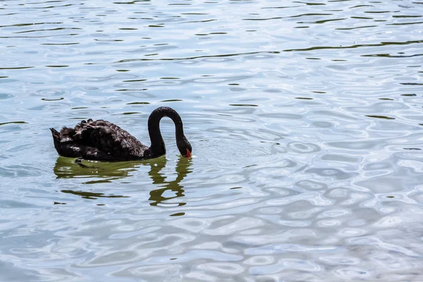 Beautiful Black Swan Sweems City Park Pond — Stock Photo, Image