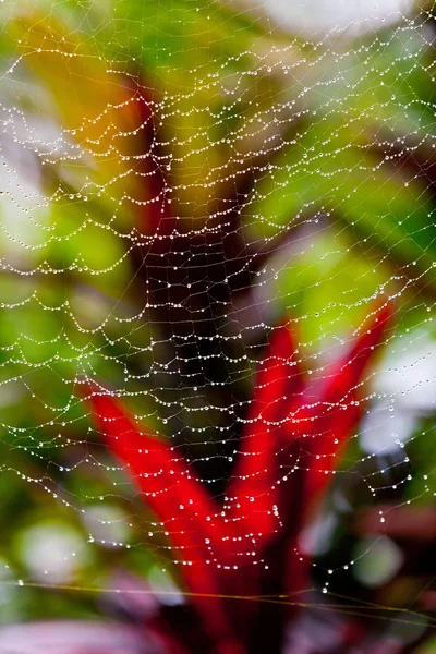 Nephila Pilipes Κοντινή Προβολή Στην Αράχνη Ιστό — Φωτογραφία Αρχείου