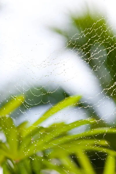 Nephila Pilipes Close Seup View Spider Web — стоковое фото
