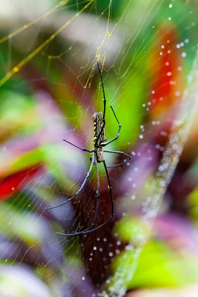 Nephila Pilipes Κοντινή Προβολή Στην Αράχνη Ιστό — Φωτογραφία Αρχείου
