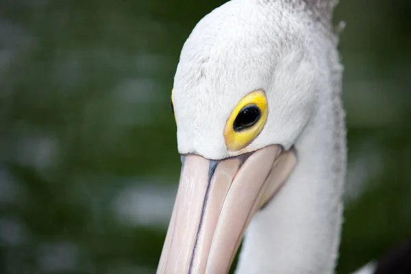 Pemandangan Indah Burung Pelican Alam Liar — Stok Foto