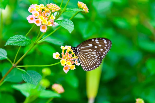 Nahaufnahme Von Schönen Bunten Schmetterling — Stockfoto