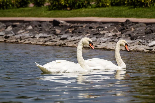 Güzel Beyaz Çift Kuğular Bir Şehir Parkında Gölette Yüzerler — Stok fotoğraf