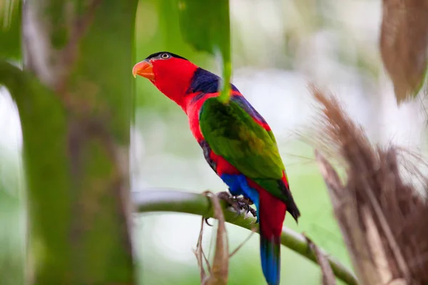 Lähikuva Kaunis Macaw Papukaija — kuvapankkivalokuva