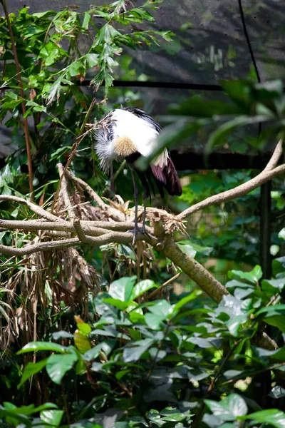 Vacker Utsikt Över Vacker Fågel Naturen — Stockfoto