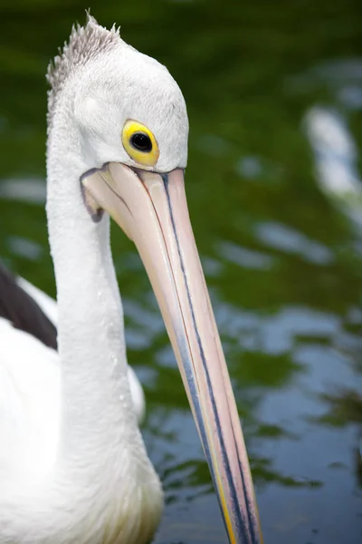 Vacker Utsikt Över Pelikan Fåglar Vild Natur — Stockfoto