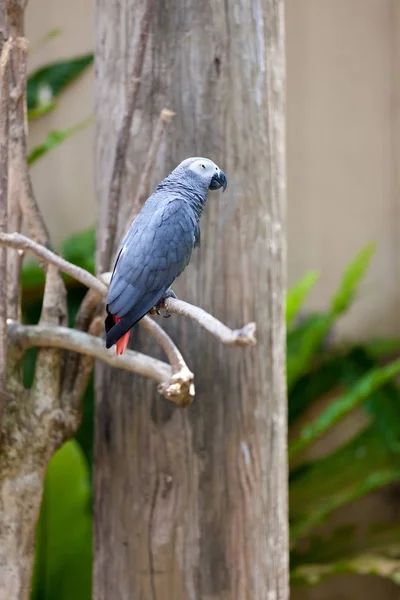 Detailní Pohled Krásného Papouška Macaw — Stock fotografie