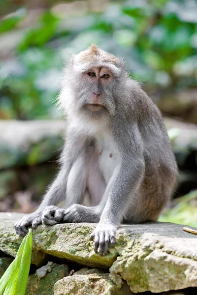 Scimmie Nella Foresta Scimmie Bali — Foto Stock