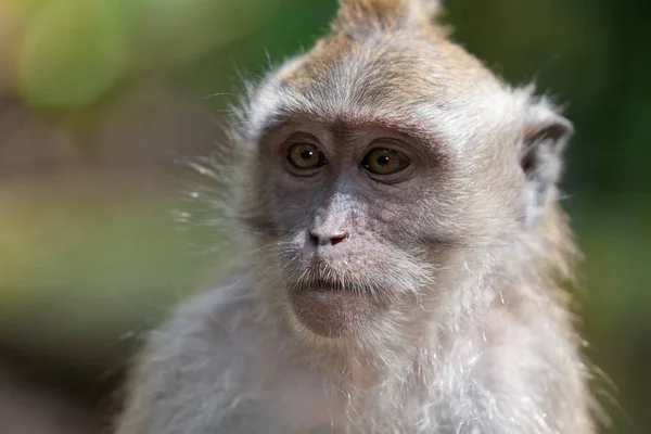 巴厘岛猴子森林里的猴子 — 图库照片