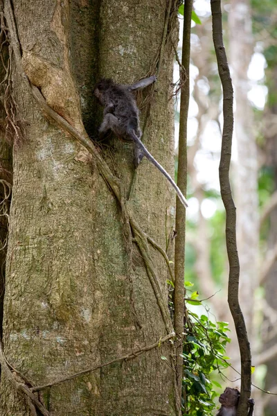 Małpy Lesie Małp Bali — Zdjęcie stockowe